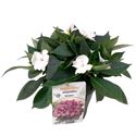 Bild von EJ Impatiens NG P19 sunpatiens Clear White